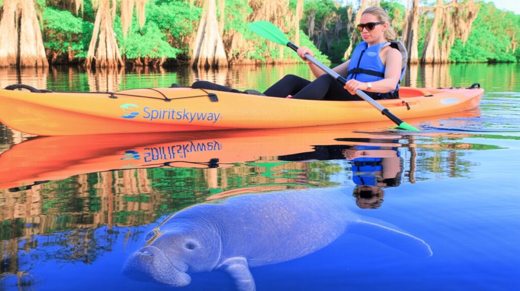Core Spiritual Messages from a Manatee Encounter