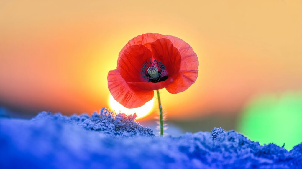 Emotional Renewal
