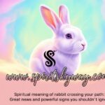 Spiritual Meaning of Rabbit Crossing Your Path: Great News and Powerful Signs You Shouldn’t Ignore