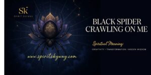 Black Spider Crawling on Me Spiritual Meaning: Creativity, Transformation, and Hidden Wisdom